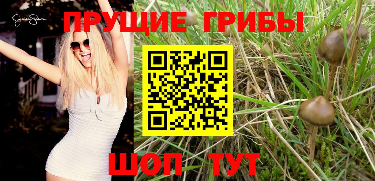 Галлюциногенные грибы Cubensis  Вход с VPN  Таганрог 